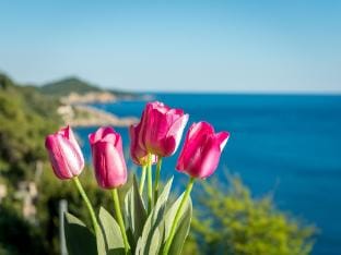 Apartment Butterfly - One Bedroom Apartment with Sea View Hotel in Dubrovnik