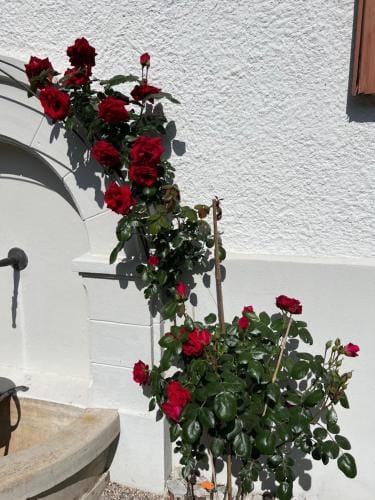 Domus Purpurea Hotel in Canton of Vaud