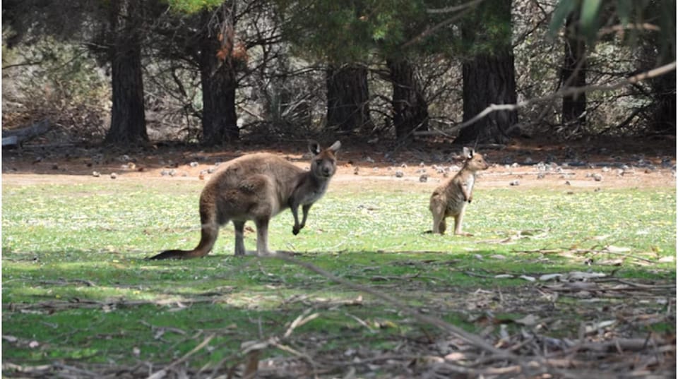 Discovery Parks  - Kangaroo Island Hotel in South Australia