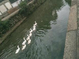 Jixi Longchuan Farm House Hotel in Hangzhou