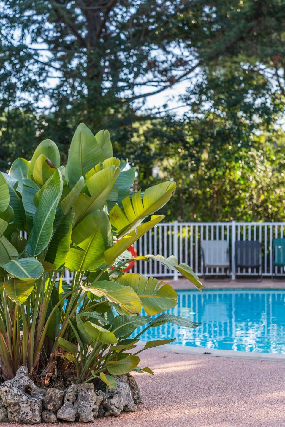 Swimming pool [outdoor]