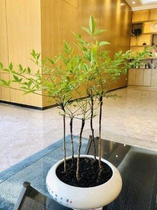 Shangmei Yue Hotel Hotel in Suzhou