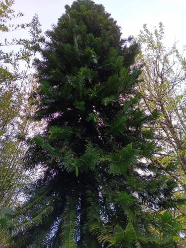 The Highlander Hotel in Tasmania