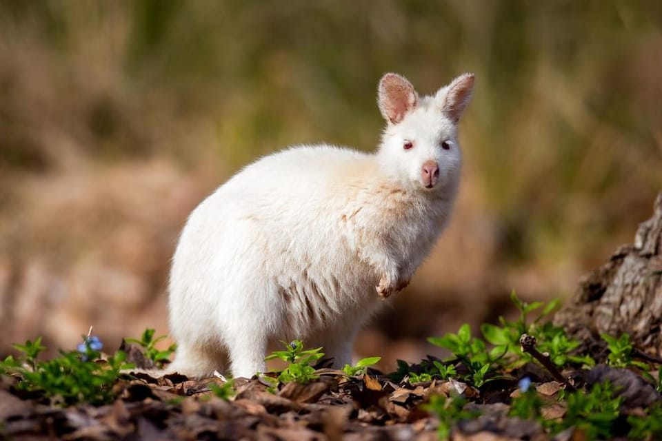 Cloudy Creek Cottage Hotel in South Bruny