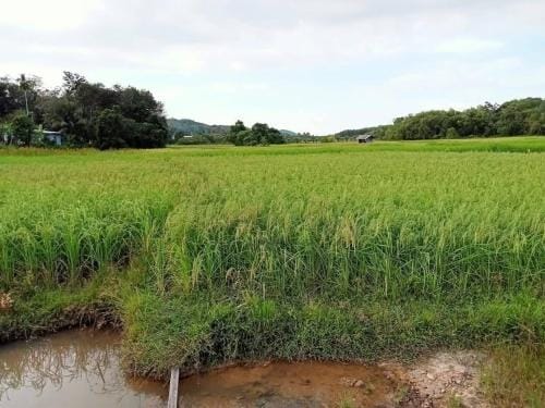 ทุ่งนา รีสอร์ท Rice Field Resort Hotel in Krabi Changwat