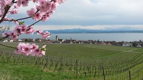 Winzerhof Saupp Hotel in Hagnau am Bodensee