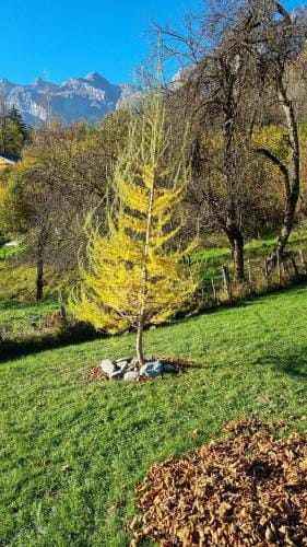 Petit mazot savoyard Lodge in Les Houches