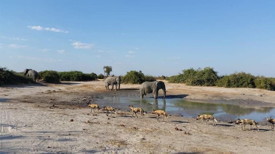 Khwai Tented Camp Hotel in Africa