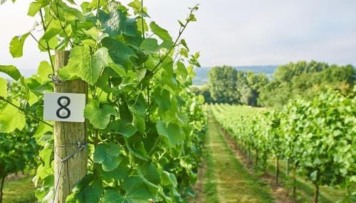 Aldwick Court Farm & Vineyard Hotel in England