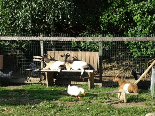 Landhof Schober Studio's Hotel in Carinthia, Austria