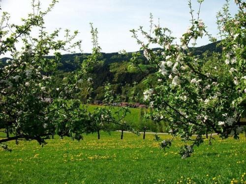 Pension Waldfrieden Hotel in Ortenau