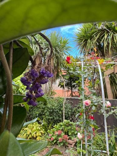 Rose house Hotel in Auckland