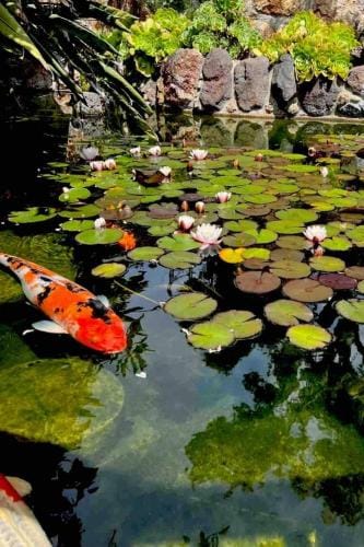 Charming Backyard Guest House with Koi Pond Hotel in Castro Valley