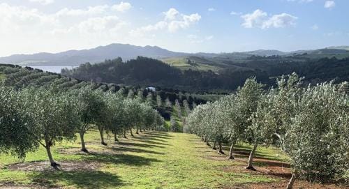 Private Olive Grove Studio Hotel in Northland