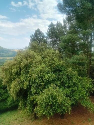 La maison des pins Hotel in Provence-Alpes-Côte d'Azur