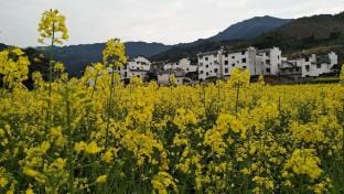 Wuyuan Xipan Homestay (Guling Scenic Area) Hotel in Zhejiang