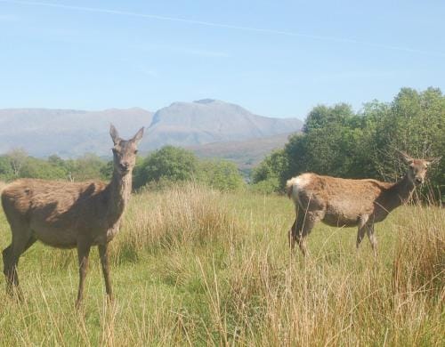 Ardarroch Cottage 5 Star B&B and Self Catering Studio Cabin Hotel in Scotland