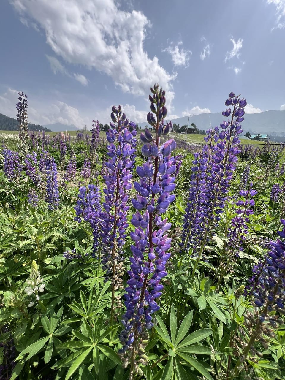 Gulmarg peak view resort  Resort in India