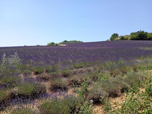 La Bergerie en Provence Hotel in Provence-Alpes-Côte d'Azur
