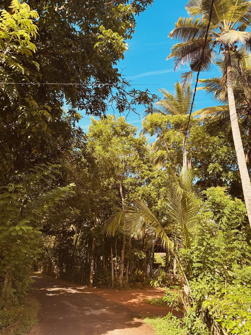 Jungle Breeze Lodge in Southern Province