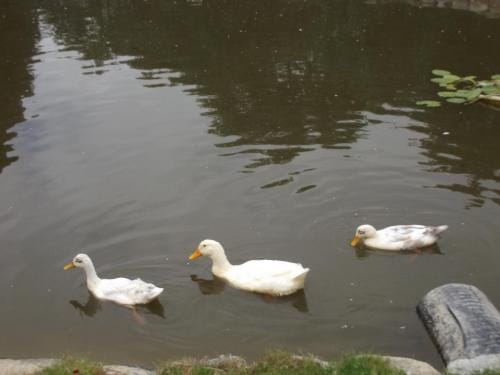 cosy ground floor disabled friendly room in farm house Hotel in Wales