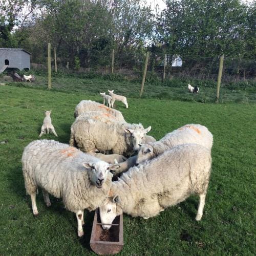 Mid Wales Arts B&B Hotel in Wales