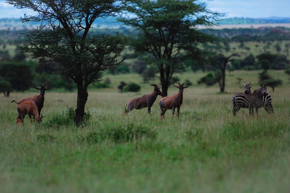 Mlimwa Camp Hotel in Arusha