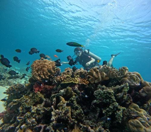 exotic menjangan Hotel in Bali