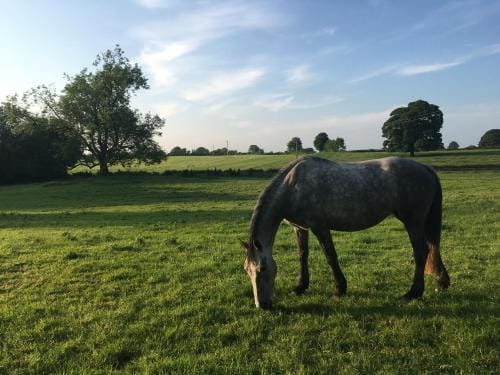 Templemacateer B&B Hotel in Westmeath, Co. Westmeath, Ireland