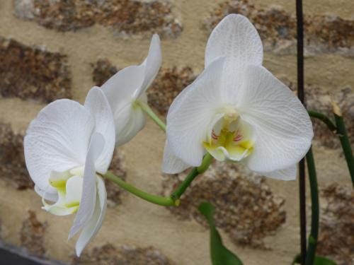 Chambres " Orchidees " Hotel in Normandy