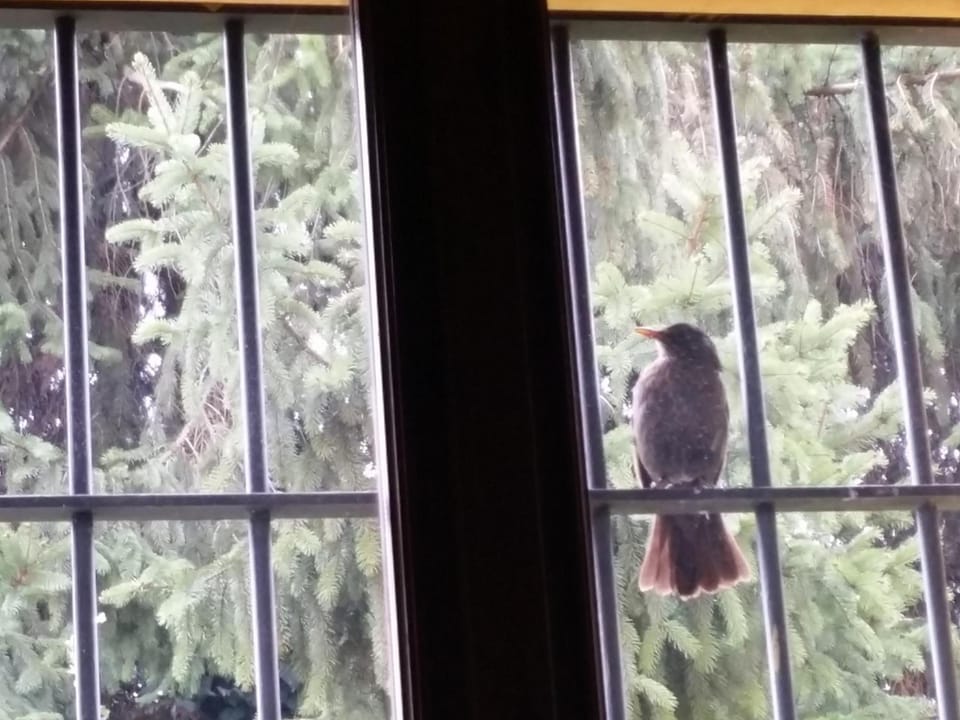 R&B Albero Cavo Parma Hotel in Parma