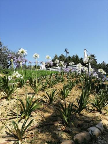 B&B Il Gelso Country House Hotel in Marche