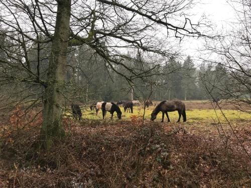 De Kempse Hoeve B&B Hotel in North Brabant (province)