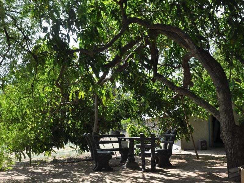Garden