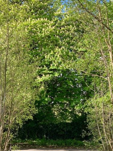 Alder Cabin Lodge in Kilkenny City