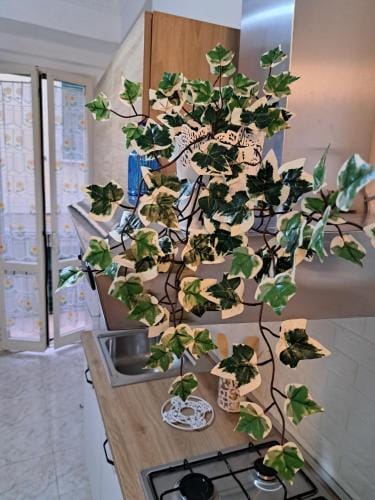 B&B Vola Vola Vola Hotel in Ortona