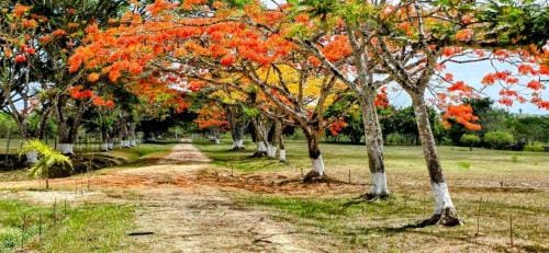 Cahal Pech Cabins Hotel in Cayo District