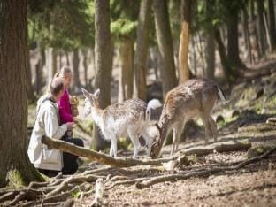 Glamping in Signy-lAbbaye Hotel in Wallonia, Belgium