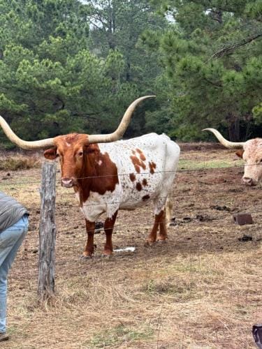9E Ranch Bastrop Lodge in Rio Grande