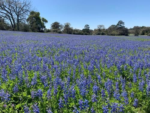 9E Ranch Bastrop Lodge in Rio Grande