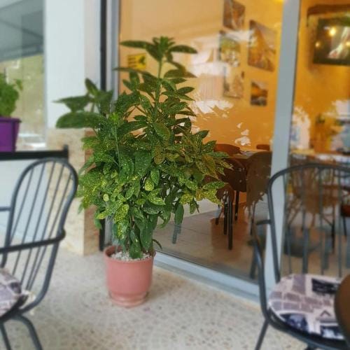 Dimitri Guest House Hotel in North Macedonia