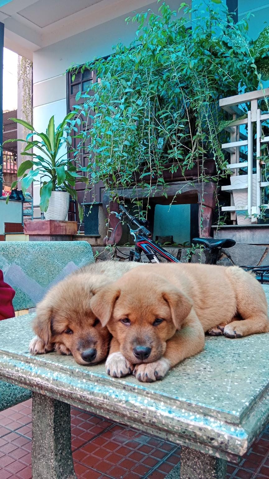 Riverview homestay Hotel in Laos
