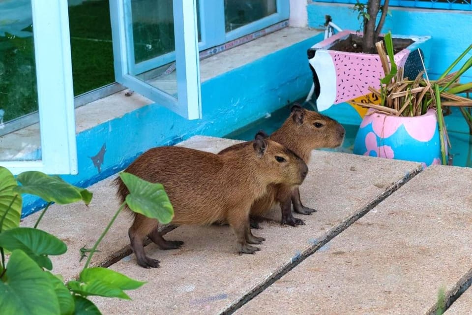 Casa de Capybara Hotel in Krong Siem Reap