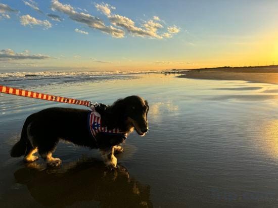 Dog Cottage Surfside Kujukuri Hotel in Chiba Prefecture