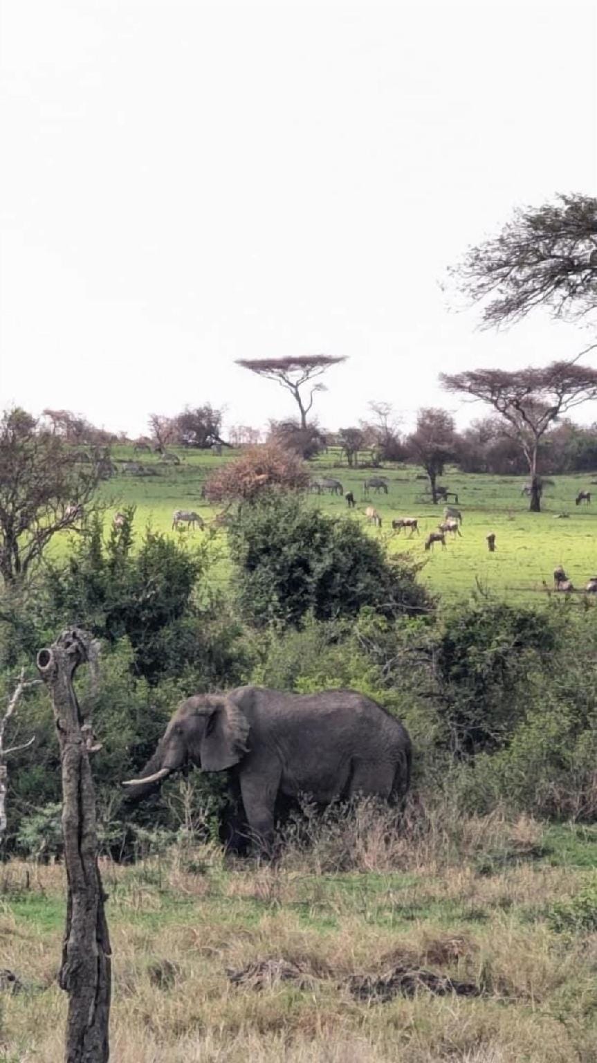 Pumba Luxury Camps Hotel in Tanzania