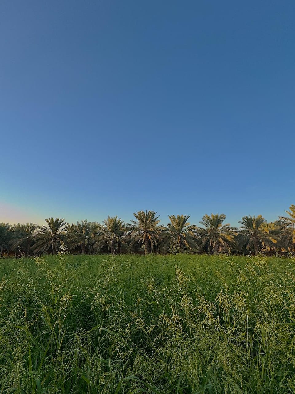 Palmas Desert Resort Resort in United Arab Emirates