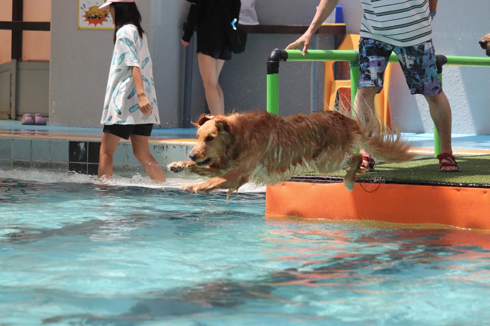Dog Resort Woof Hotel in Shizuoka Prefecture