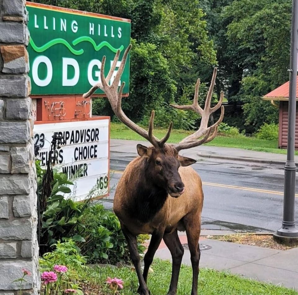 Rolling Hills Lodge Motel in Cherokee