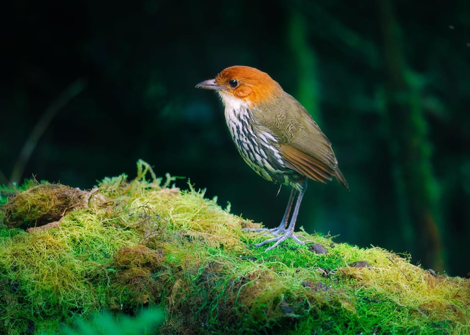 Refugio Paz de las Aves Hotel in Pichincha