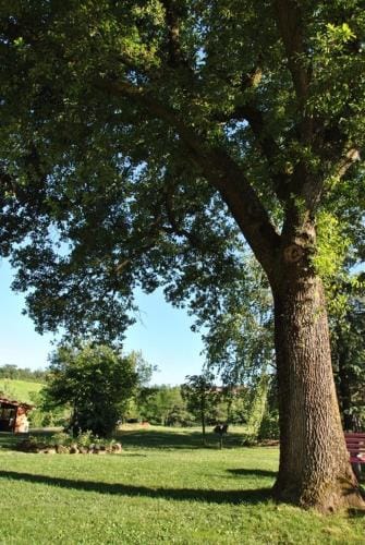 B&B La vecchia quercia Home Restaurant Hotel in Emilia-Romagna